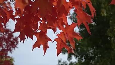 唯美高清实拍秋天枫叶视频的预览图